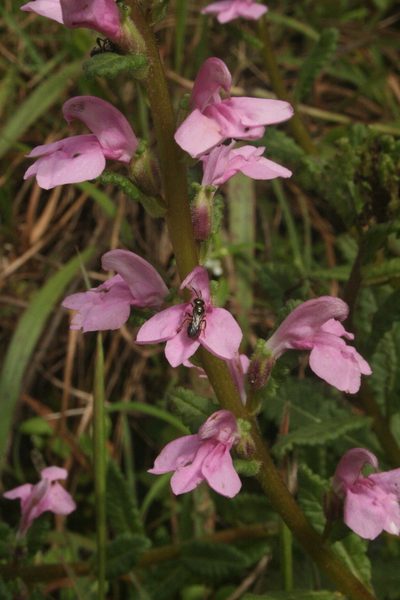 Pedicularis zeylanica, photographed by P Jeganathan