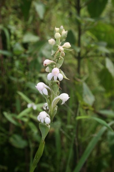 Satyrium nepalense, photographed by P Jeganathan