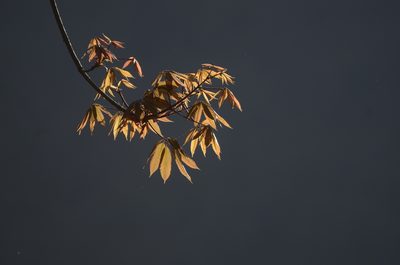 Aesculus indica, photographed by P Jeganathan