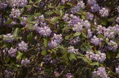 Rhododendron campanulatum, photographed by P Jeganathan
