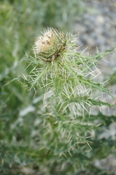 Cirsium echinus, photographed by Sam J. Thomas
