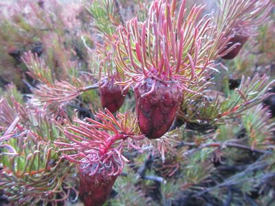Protea witzenbergiana, photographed by douglaseustonbrown