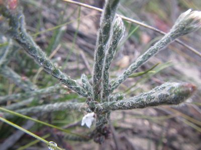 Brunia monogyna, photographed by douglaseustonbrown