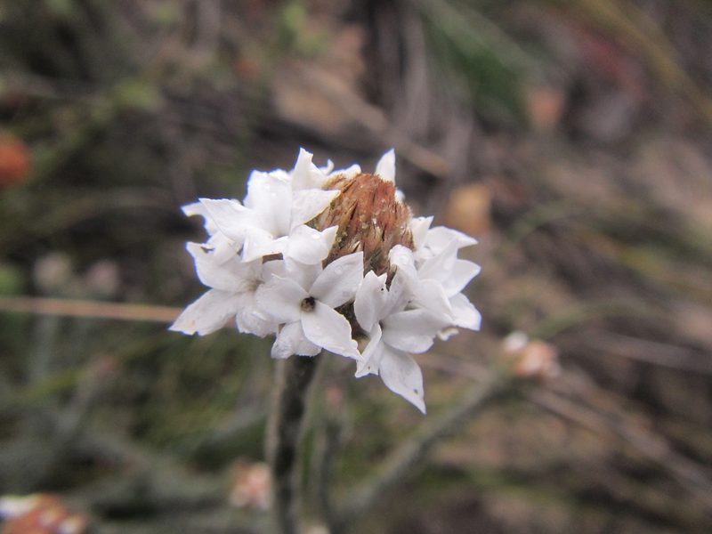 Brunia monogyna, photographed by douglaseustonbrown