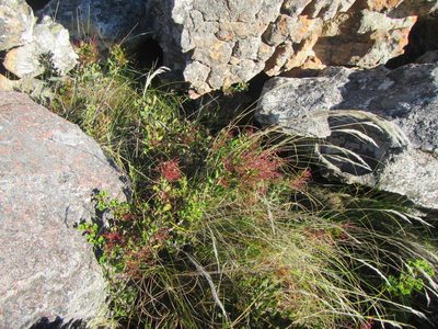 Searsia scytophylla, photographed by douglaseustonbrown