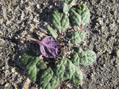 Othonna oleracea, photographed by douglaseustonbrown