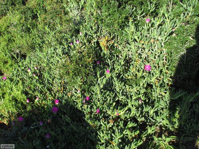 Carpobrotus quadrifidus, photographed by Chris Vynbos
