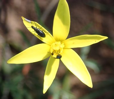 Pauridia maryae, photographed by Nicola van Berkel