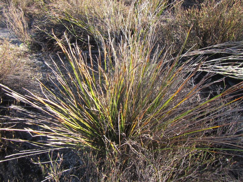 Schoenus pictus, photographed by douglaseustonbrown