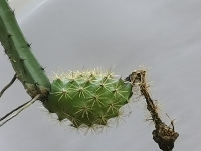 Selenicereus spinulosus, photographed by Adriana Nelly Correa Sandoval