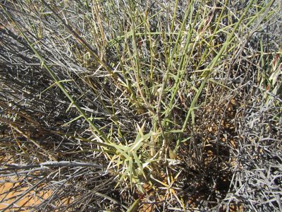Cladoraphis spinosa, photographed by douglaseustonbrown