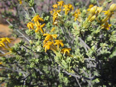Lasiosiphon deserticola, photographed by douglaseustonbrown