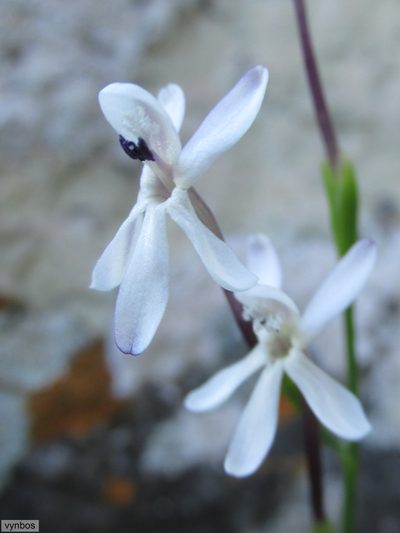 Xenoscapa fistulosa, photographed by Chris Vynbos