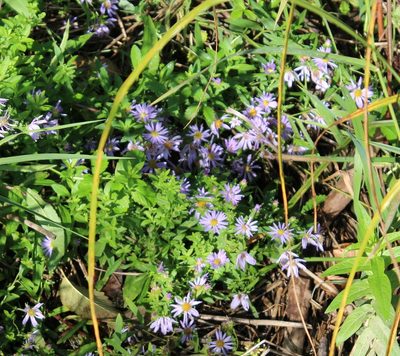 Symphyotrichum subspicatum, photographed by 66dodge