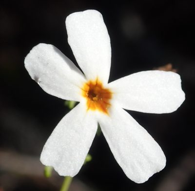 Jamesbrittenia argentea, photographed by Nicola van Berkel