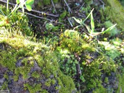 Tortella humilis, photographed by Chris Vynbos