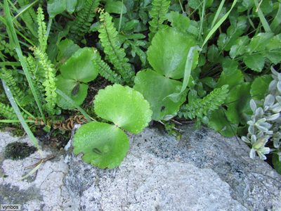 Crassula saxifraga, photographed by Chris Vynbos