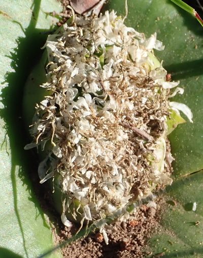 Massonia setulosa, photographed by Nicola van Berkel