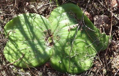 Massonia setulosa, photographed by Nicola van Berkel