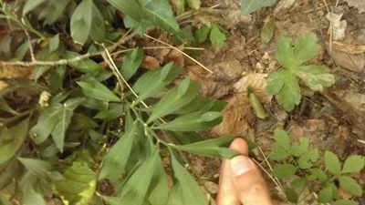 Ruscus hypoglossum, photographed by Михаил Орлов