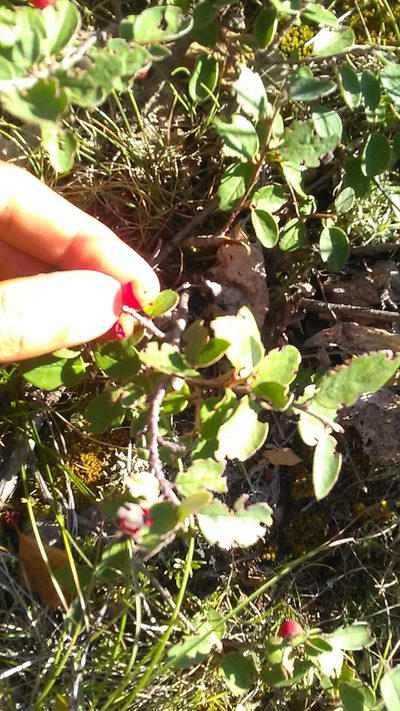 Cotoneaster tauricus, photographed by Михаил Орлов
