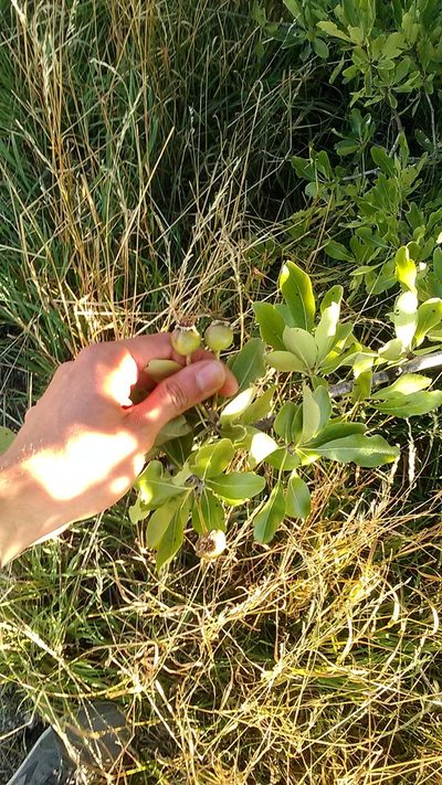 Pyrus nivalis, photographed by Михаил Орлов