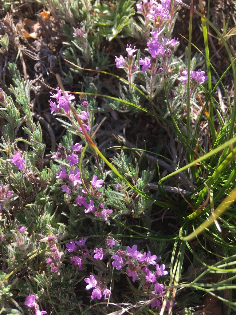 Thymus tauricus, photographed by Андрей Тихонов