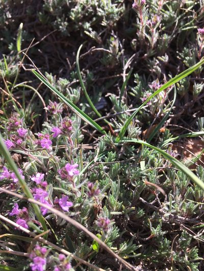 Thymus tauricus, photographed by Андрей Тихонов
