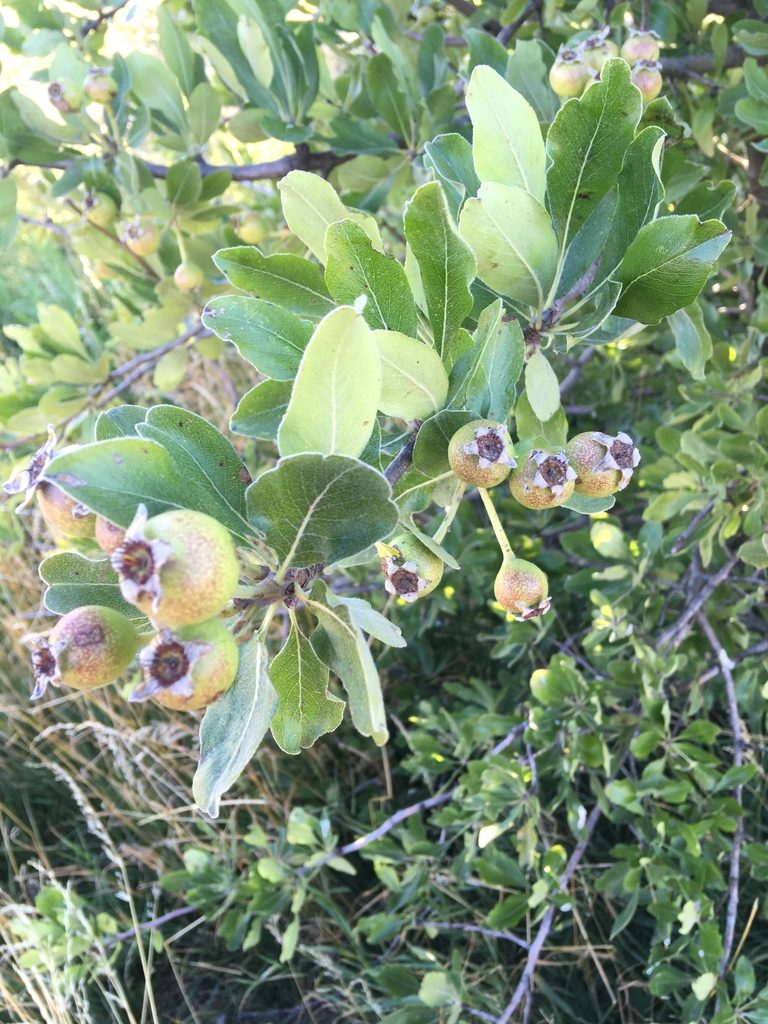 Pyrus nivalis, photographed by Андрей Тихонов