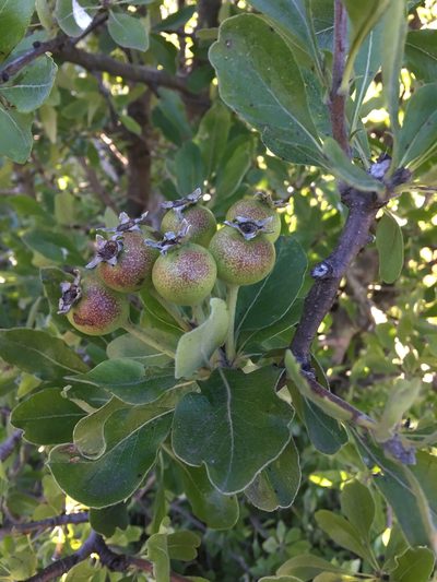Pyrus nivalis, photographed by Андрей Тихонов