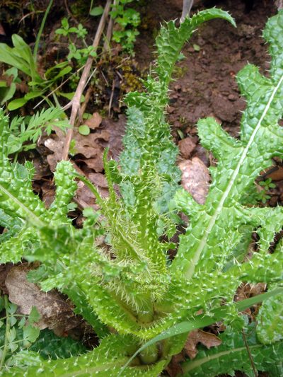 Dipsacus ferox, photographed by Peter de Lange