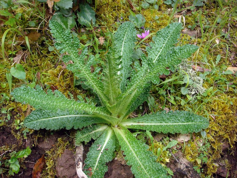 Dipsacus ferox, photographed by Peter de Lange