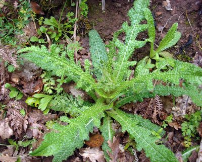 Dipsacus ferox, photographed by Peter de Lange
