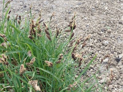 Carex spectabilis, photographed by John Brew