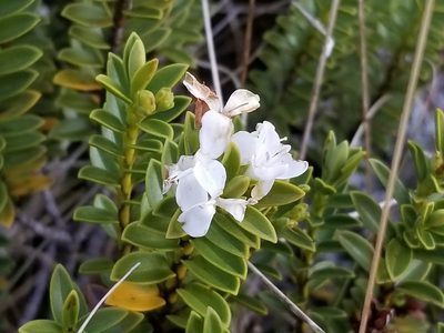 Veronica mooreae, photographed by Brett Sandford
