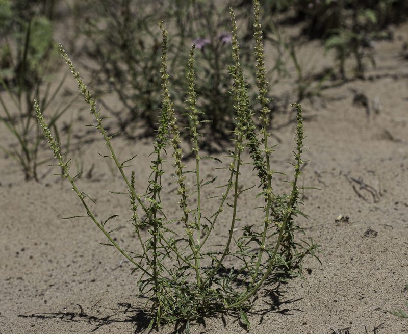 Amaranthus acanthochiton, photographed by Craig Martin