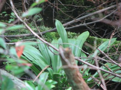 Helonias bullata, photographed by Chris Hoess
