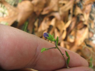 Trichostema setaceum, photographed by Chris Hoess