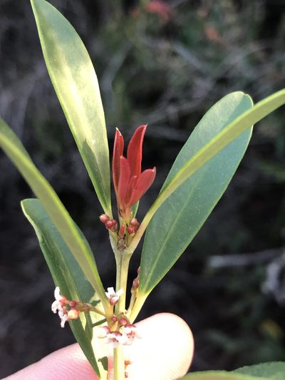 Cassine parvifolia, photographed by Dave U