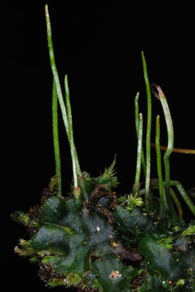 Phaeoceros laevis, photographed by Douglas Goldman