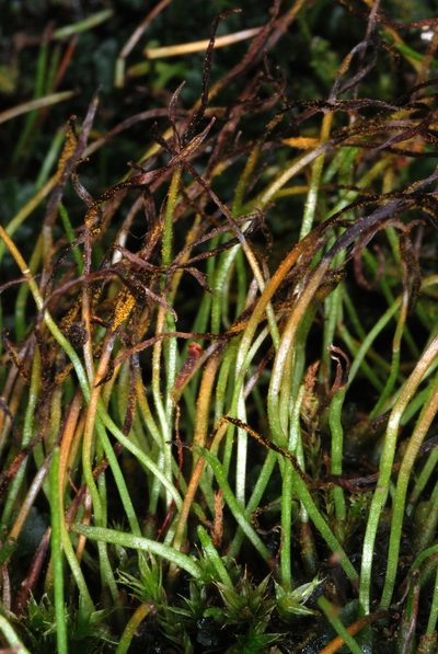 Phaeoceros laevis, photographed by Douglas Goldman