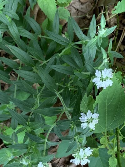 Pycnanthemum verticillatum, photographed by Sandy Wolkenberg