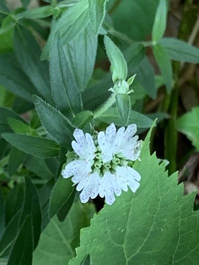 Pycnanthemum verticillatum, photographed by Sandy Wolkenberg