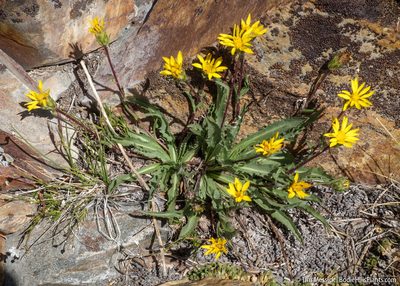 Pyrrocoma apargioides, photographed by Tim Messick