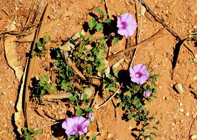 Ipomoea muelleri, photographed by Scott Mills