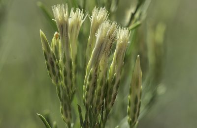 Lorandersonia baileyi, photographed by Craig Martin