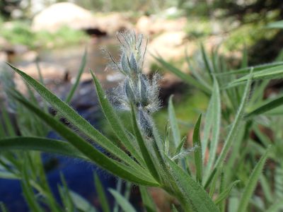 Lupinus covillei, photographed by Scott Yarger