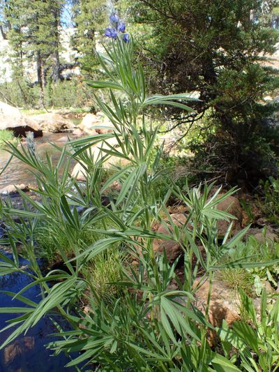 Lupinus covillei, photographed by Scott Yarger