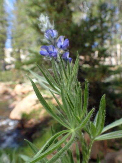 Lupinus covillei, photographed by Scott Yarger