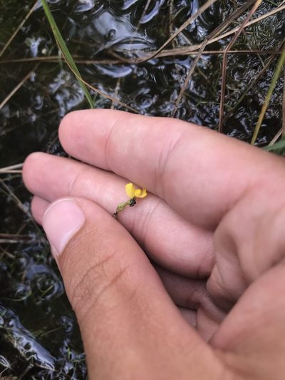 Utricularia geminiscapa, photographed by Henrique Pacheco